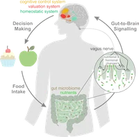 gut_brain_image.png