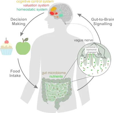 gut_brain_image.png