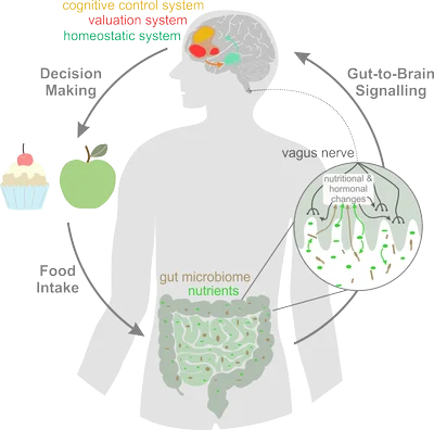 gut_brain_image.png